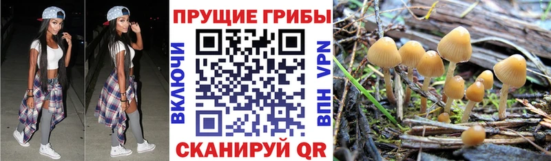 Галлюциногенные грибы мицелий  мега зеркало  Йошкар-Ола  где можно купить наркотик 